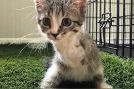 猫咪失去前肢，依然很灵活，网友：这得需要付出多大的努力图片