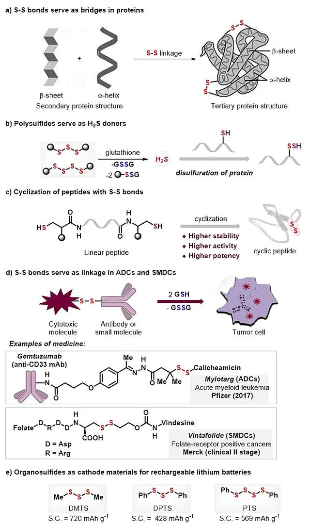 中环二硫的张力差带来多硫多样性