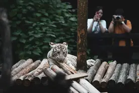 在城市里出没的野生动物，过着怎样的生活？图片