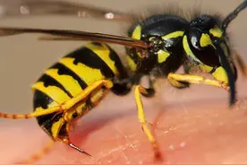 你根本跑不过马蜂！这样惹它的话，可能会送死图片