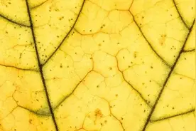 身体这些部位「青筋凸起」，可能是救命体征图片