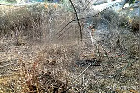 这个除草剂专杀竹子、大树、灌木和各种恶性杂草，铲除干净又彻底图片