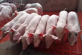 小猪怎么喂才长得快？仔猪怎么样喂养长得快？本文有详细教程图片