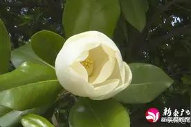 美！新泰城区各公园里的广玉兰开花了图片