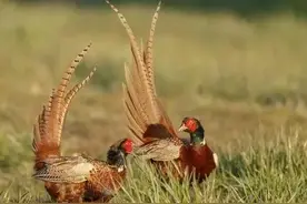 野鸡在东北数量众多，破坏农田，农民很无奈，咋办？图片