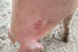 夏末秋初猪无名高热不退混感症的辩识防治图片