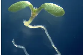 没有眼睛，植物也能看见“光”图片