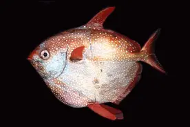 八月十六，宜海中赏“月”图片