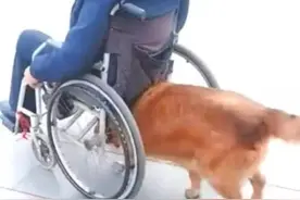 八年前收养的流浪狗，现在为了报恩，每天推轮椅上的主人出门散步图片