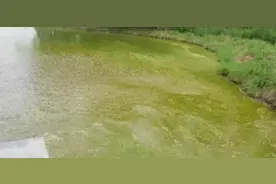 高温袭来，倒藻是如何形成的？如何预防？图片