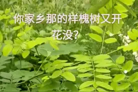 稀罕！河南暴雨受灾后，多处洋槐“倒开花”，“几十年没见过”图片