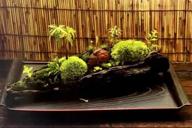 捡起河边的流木，进行4步加工即可变“古董花盆”图片