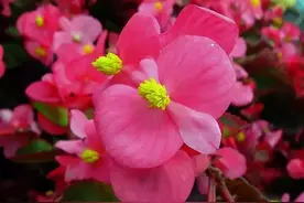 四季海棠花图片