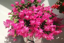 人养花，花旺人，这20种盆栽花卉，养到室内可让家里更干净图片