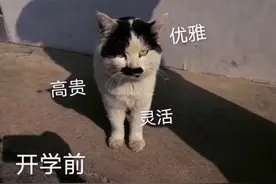 大爷怒斥高校的流浪猫：“要做一只有礼貌的猫”，火遍全网图片