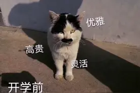 大爷怒斥高校的流浪猫：“要做一只有礼貌的猫”，火遍全网图片