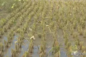 平和芦溪：稻下养蛙，立体种养效益好图片