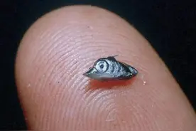 能刺穿潜艇，丝毫不畏惧人类？1年能长90厘米，海洋中最猛的3种鱼图片