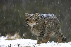 中国境内，到底有哪些野生猫科动物？图片