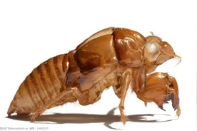 中药古今研究：蝉蜕图片