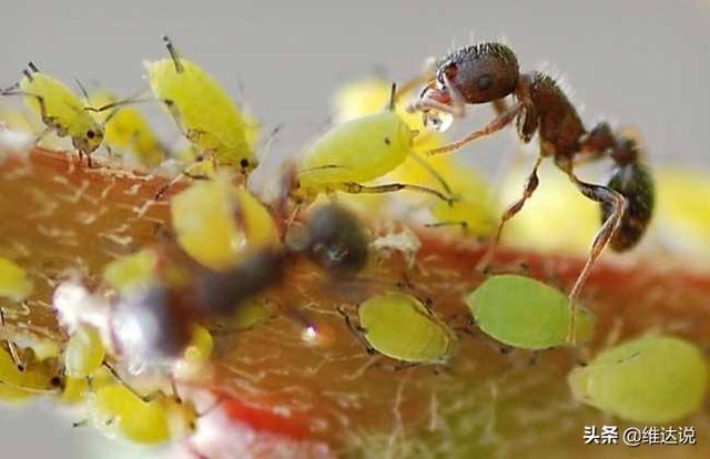 万万没想到，自然界那些诡计多端的寄生生物丝毫不逊色“寄生兽”