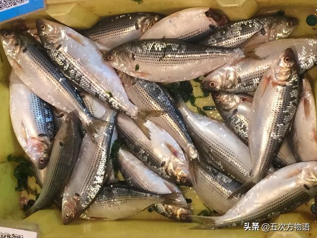 鲱鱼在中国叫什么鱼-知画百科