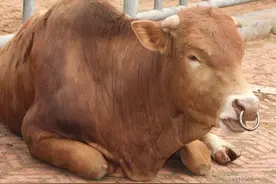 牛腐蹄病应该如何防治呢？妙招在这里图片