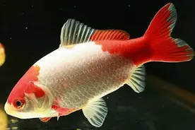 不用加温的冷水观赏鱼，这两种最好养，我们没与必要再选来选去图片