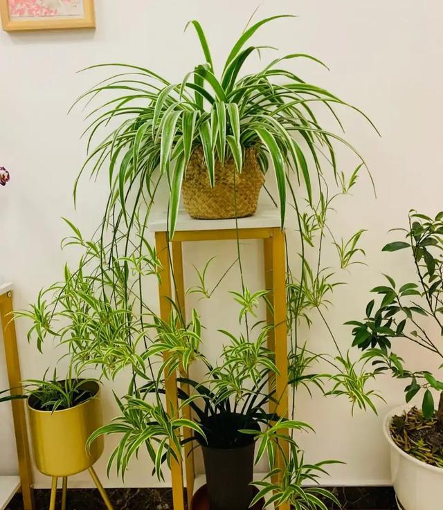 今年最流行的18种花，挂起来养，好看好养还不占地方