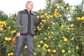 浙江大叔研发“甜桔柚”，一种水果2种口味，让果树变成"摇钱树"图片