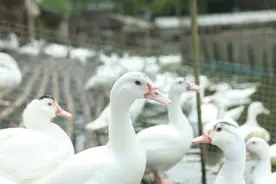 鸭肉是健康美味食材，它的营养价值你知道吗？图片