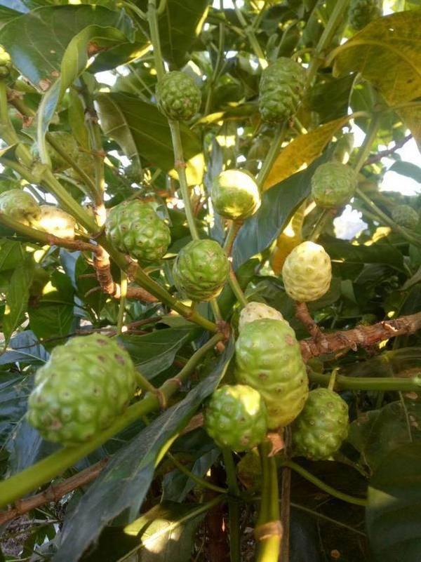 海南农业领军企业---东方嘉品源农业科技开发有限公司