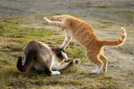 猫咪交配后，母猫为什么会转头就攻击雄性？图片
