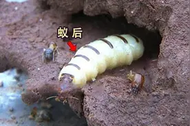 假如“蚁后”死了，蚂蚁群会不会群龙无首？看完让人大开眼界了图片