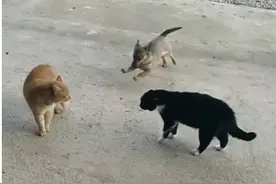 两猫「尖声喵叫」忙吵架，白目狗在旁超快乐：这戏好好看图片