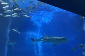 珠海长隆海洋馆鲸鲨Whale Shark图片