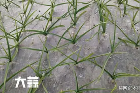 大蒜苗发黄，干尖怎么办？注意管理措施，蒜苗青绿不发黄图片