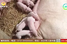 这头母猪真能生，18天内产下两窝仔，一窝13只一窝17只视频封面
