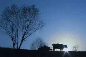 活了40年，一家却盼你走：一个老人一头牛，背后的故事令人泪目图片