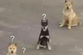 带狗进公厕被拒，主人不服，称公厕未明确禁止图片