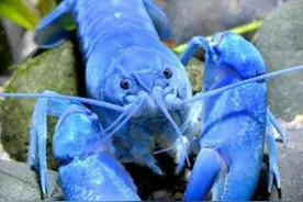 概率三千万分之一，渔民捕获2只罕见龙虾，博物馆迅速保护起来图片