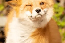真正的狐狸精都会撒娇卖萌抛媚眼，终于也体会一把东华帝君的快乐图片