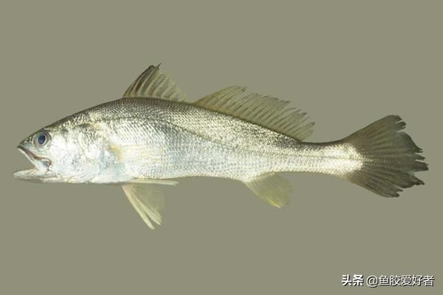 黄花皎北海花胶 2026年北海黄花胶的功效与作用