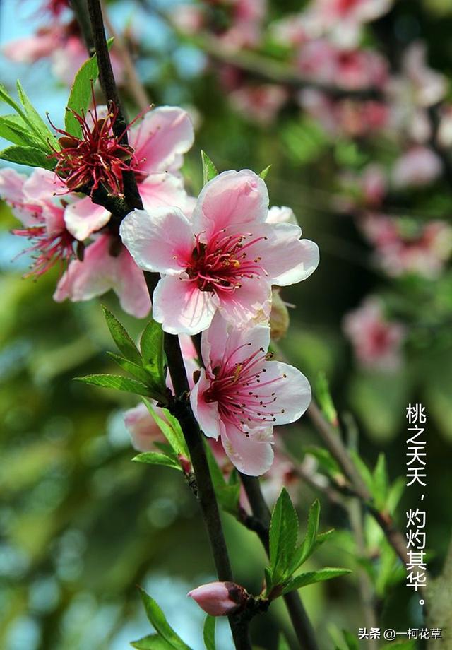 三月观花指南，这8种花三月开，不要错过花期