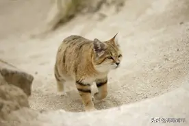 长沙这个小区，流浪猫人手一套房？慕了图片