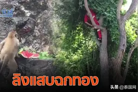 泰国泼猴成精，劫走游客金项链后逃上树图片