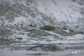 棕熊撕咬印军士兵，印度边境巡逻队慌乱拿枪：棕熊高速逃进密林图片