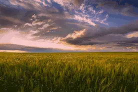 新乡老乡：又该“送羊”“瞧麦罢”啦！图片