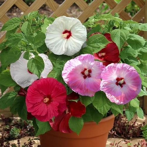 葵力(葵力健软胶囊正品官网)-第2张图片