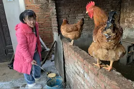父母相继离世，奶奶养大孙女却狠心逼其干活：我走了她得自己过图片